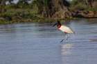 Jabiru stork. Mato Grosso, Pantanal, Brazil, South America Art Print